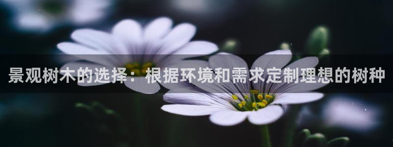 新宝gg 502
