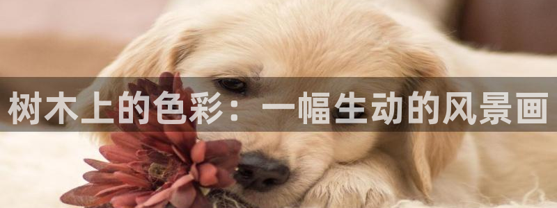 新宝gg打发