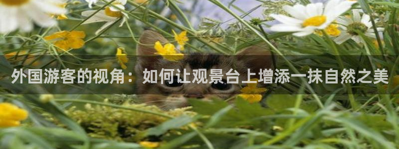 新宝gg走势