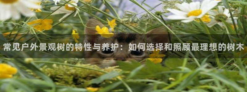 新宝gg游戏