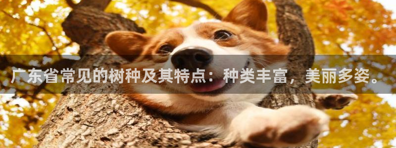 分分新宝gg：广东省常见的树种及其特点：种类丰富，美丽多姿。