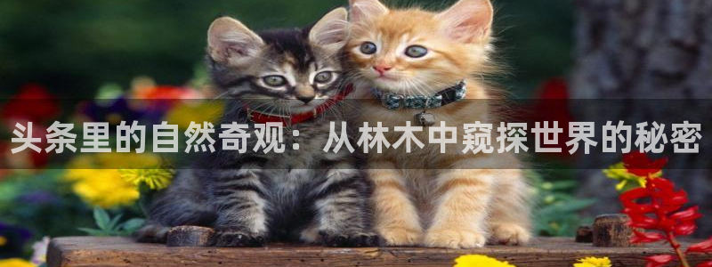旧版新宝GG