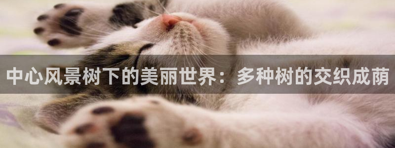 新宝GG都有哪些计划:中心风景树下的美丽世界:多种树的交织成荫