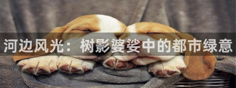 新宝gg维护